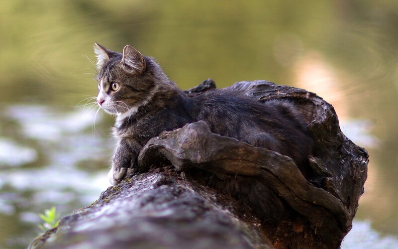 cat on a log by water