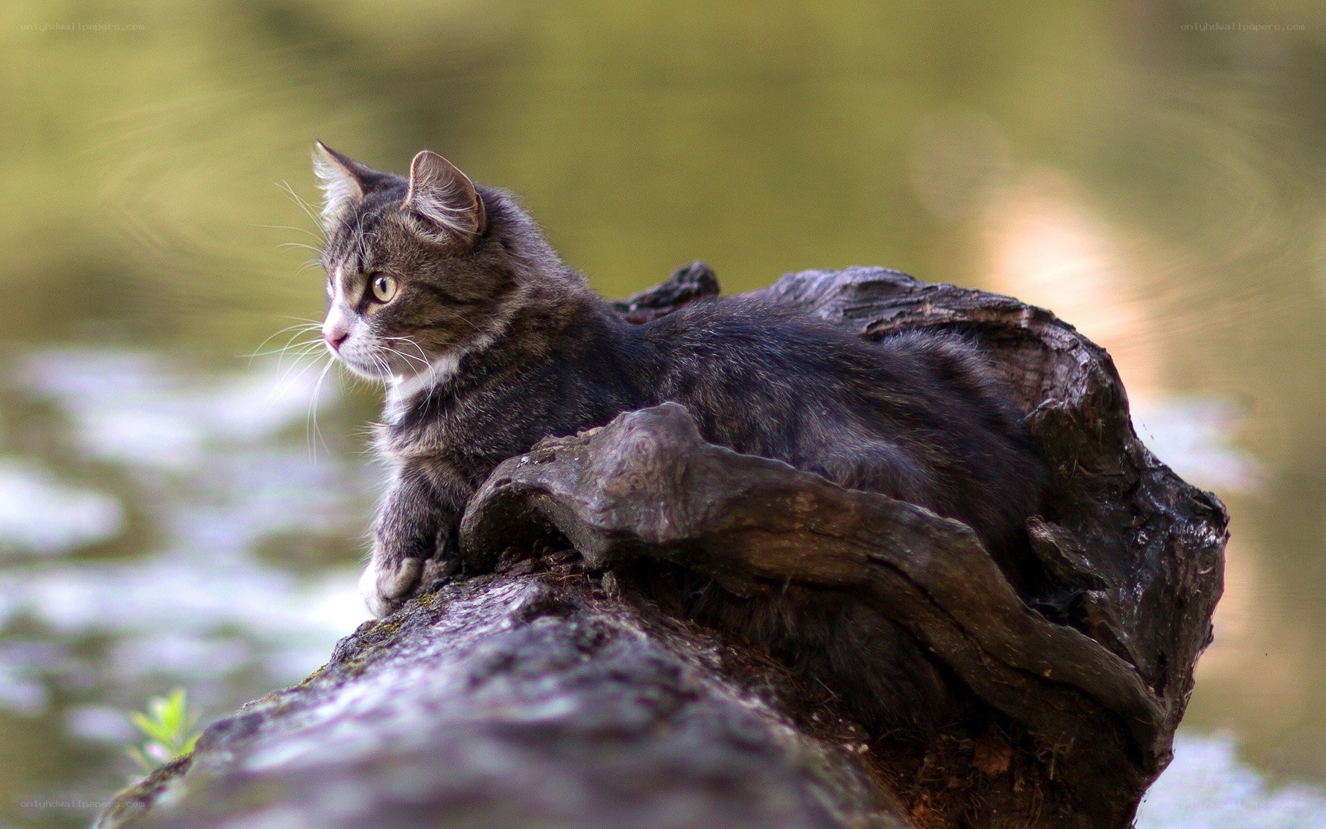 cat on a log by water