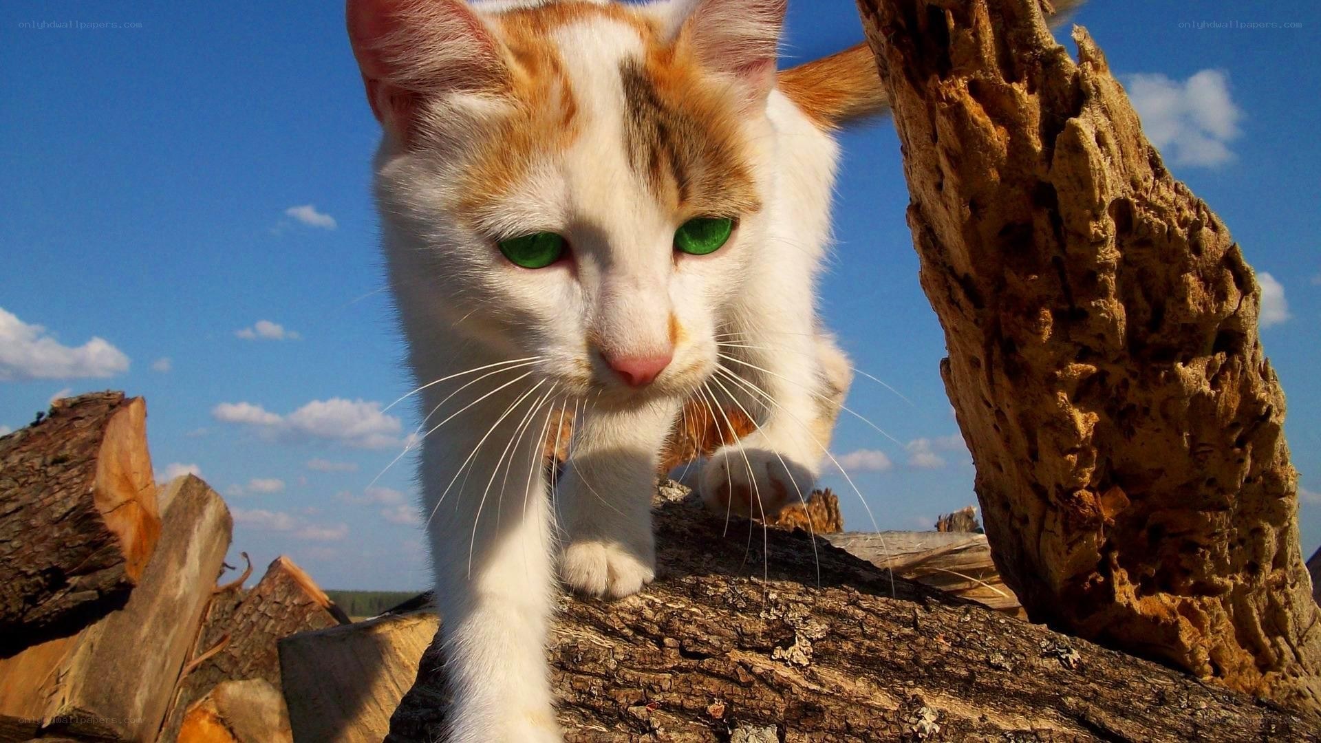 cat on a log outdoors