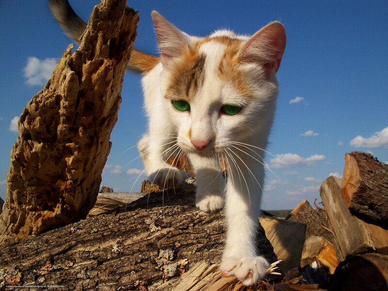cat on a log