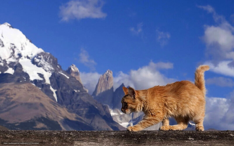 Cat on a log with mountains