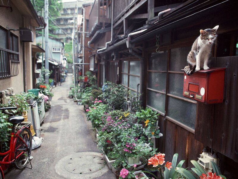 Cat on a mailbox in an alley