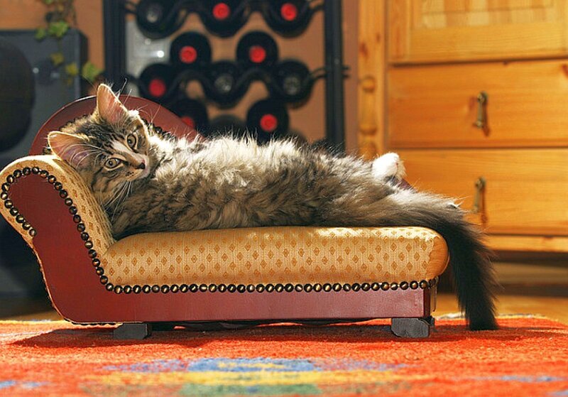 Cat on a miniature chaise lounge