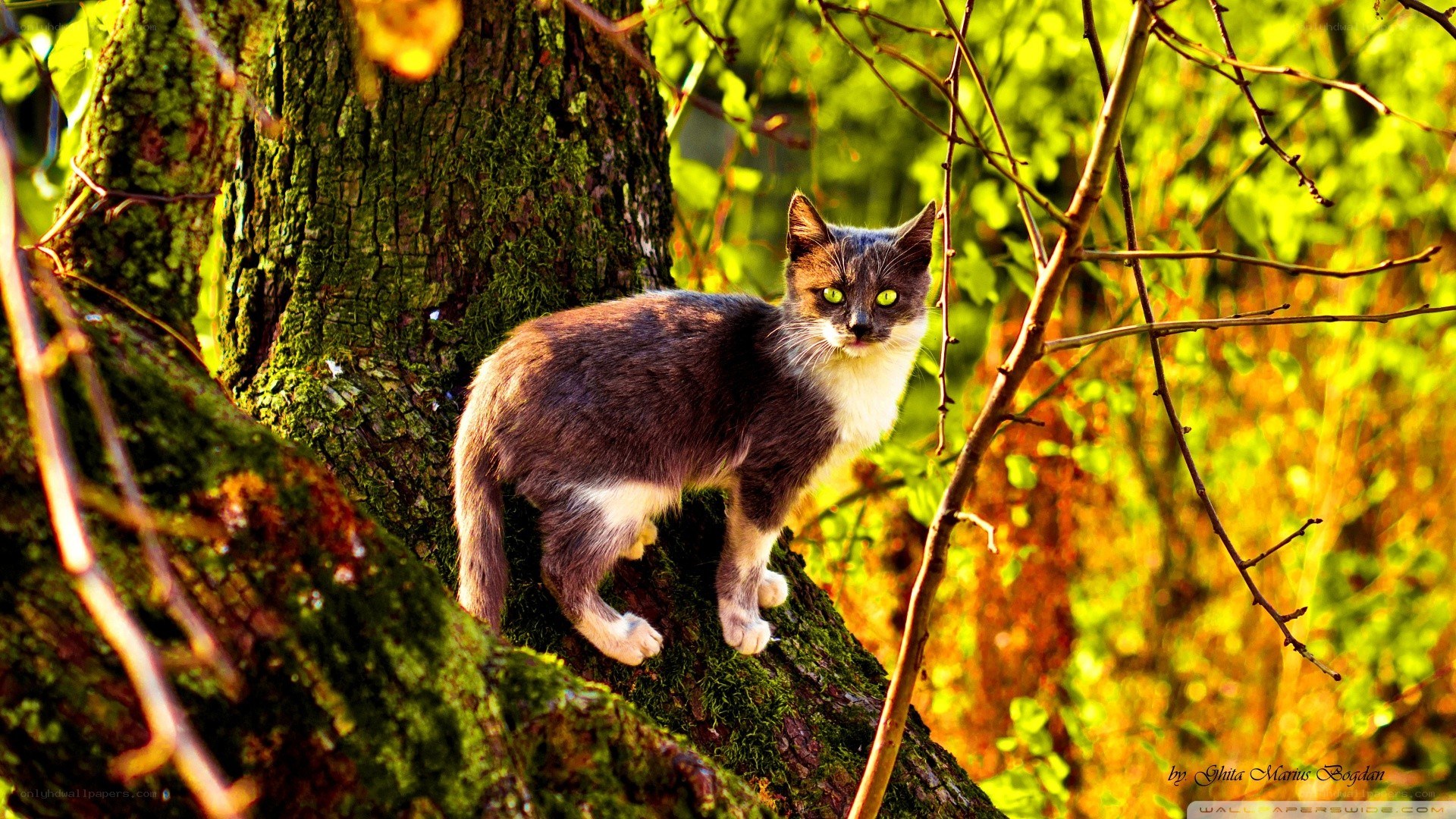 cat on a mossy tree branch