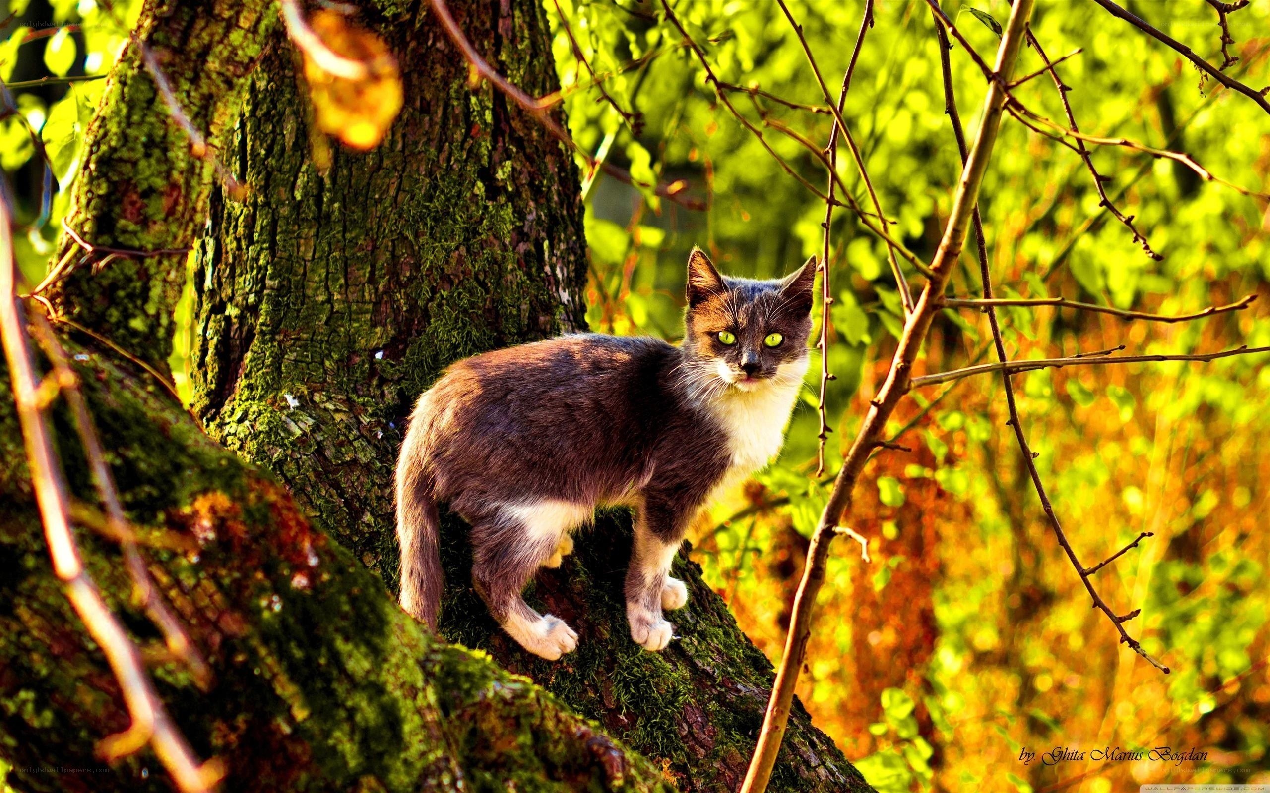 cat on a mossy tree branch