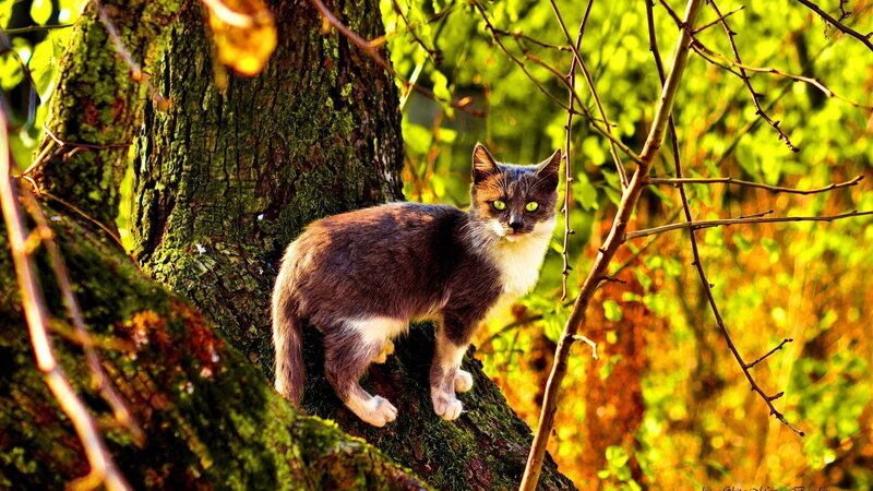 cat on a mossy tree