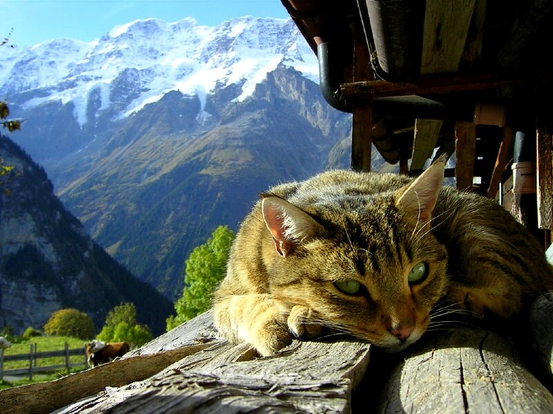 Cat on a mountain balcony