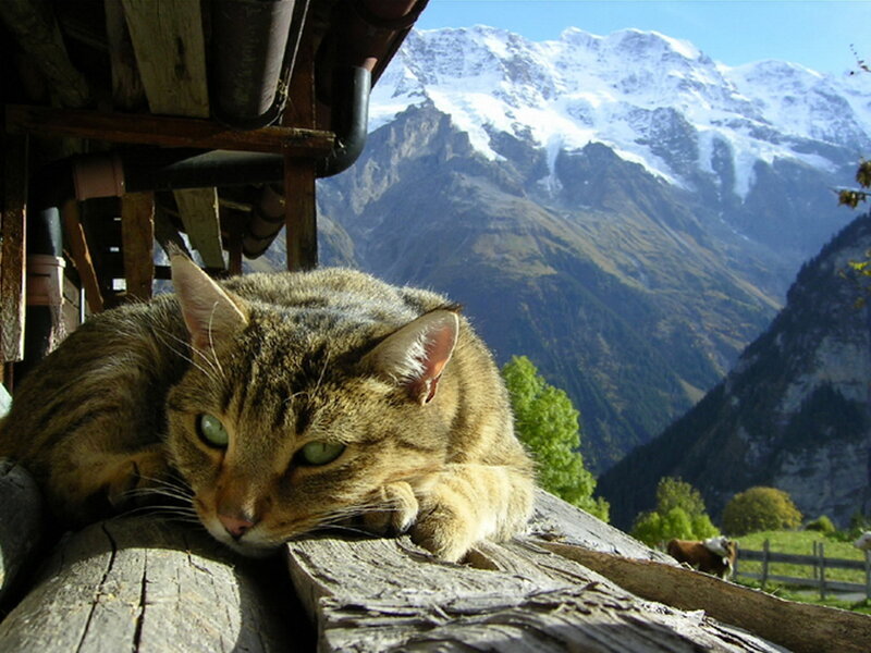 Cat on a mountain balcony