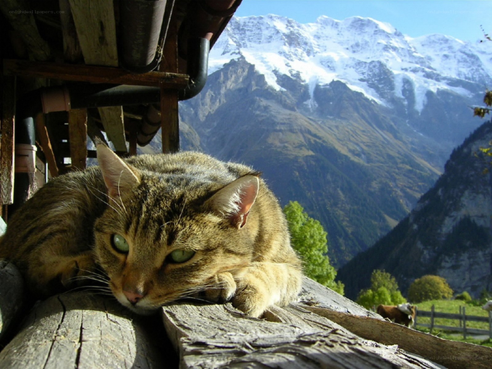 Cat on a mountain balcony