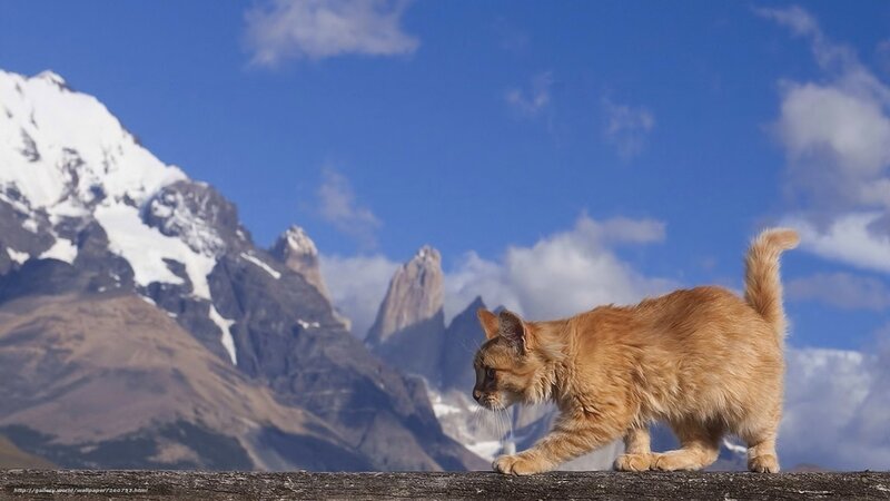 Cat on a mountain ledge