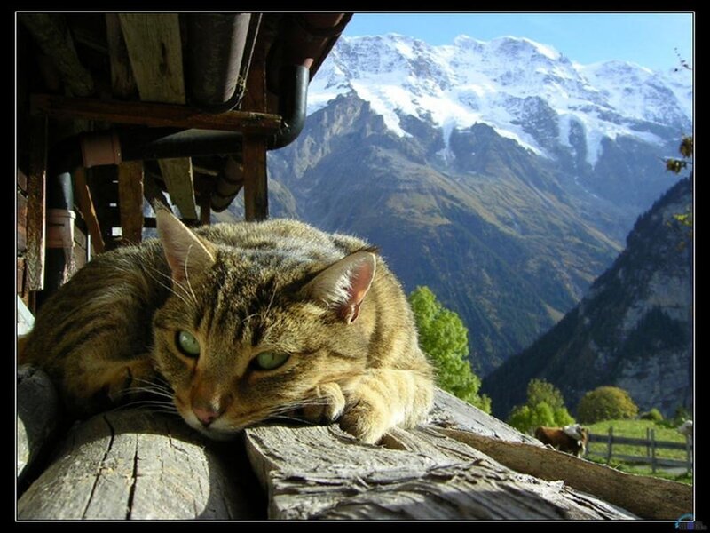 Cat on a mountain porch
