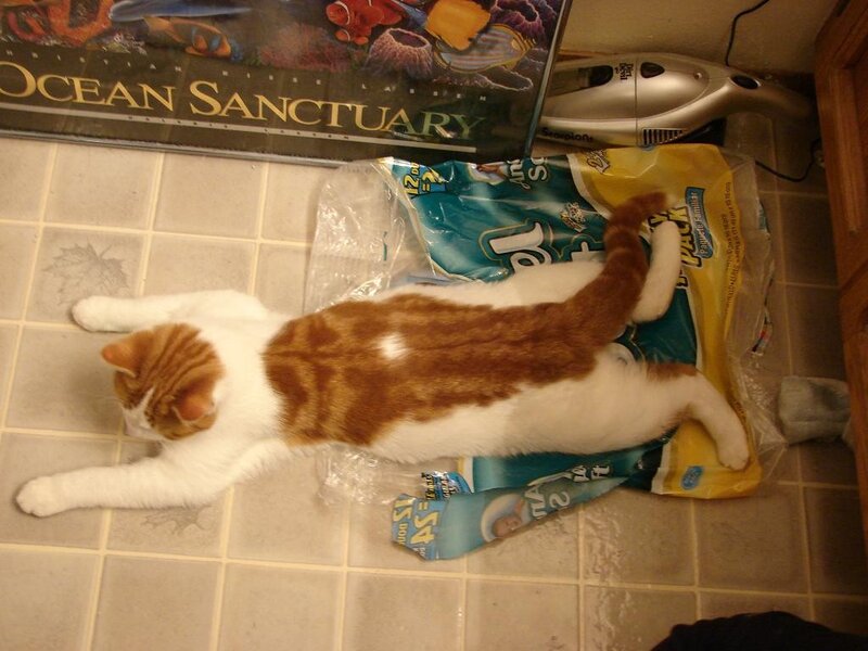 cat on a package