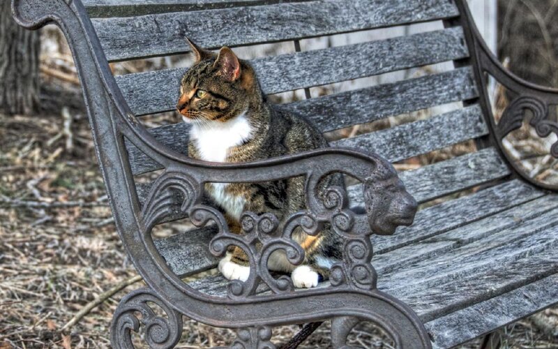 cat on a park bench