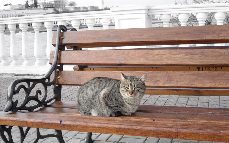 Cat on a park bench