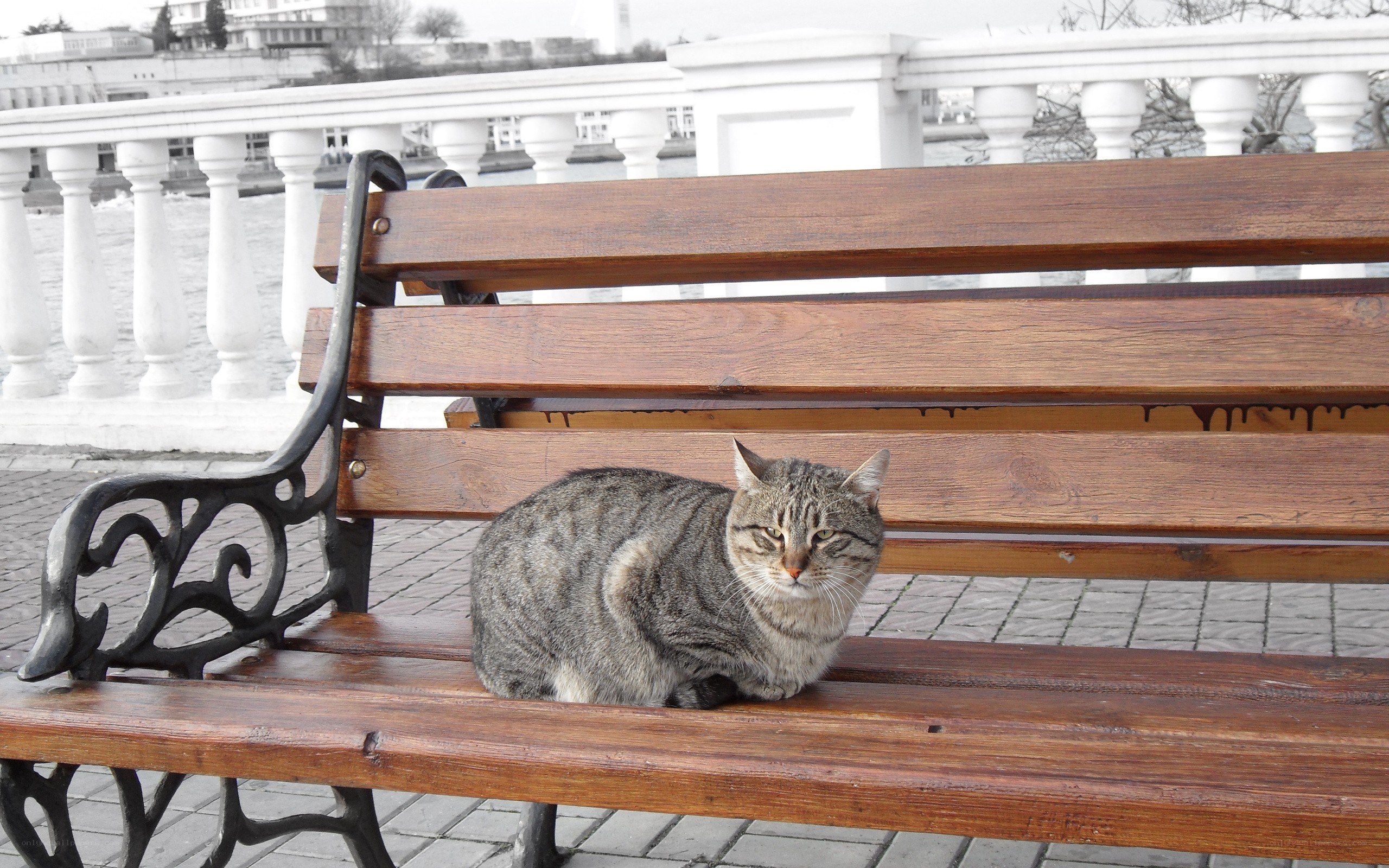 Cat on a park bench