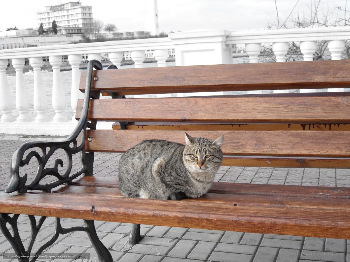 Cat on a park bench
