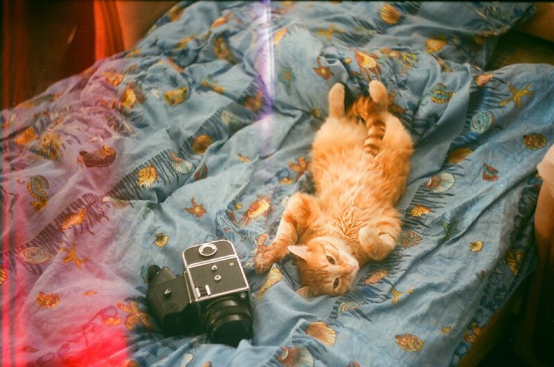 Cat on a patterned blanket with camera