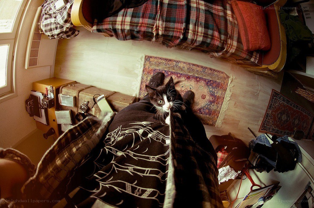 cat on a person's lap