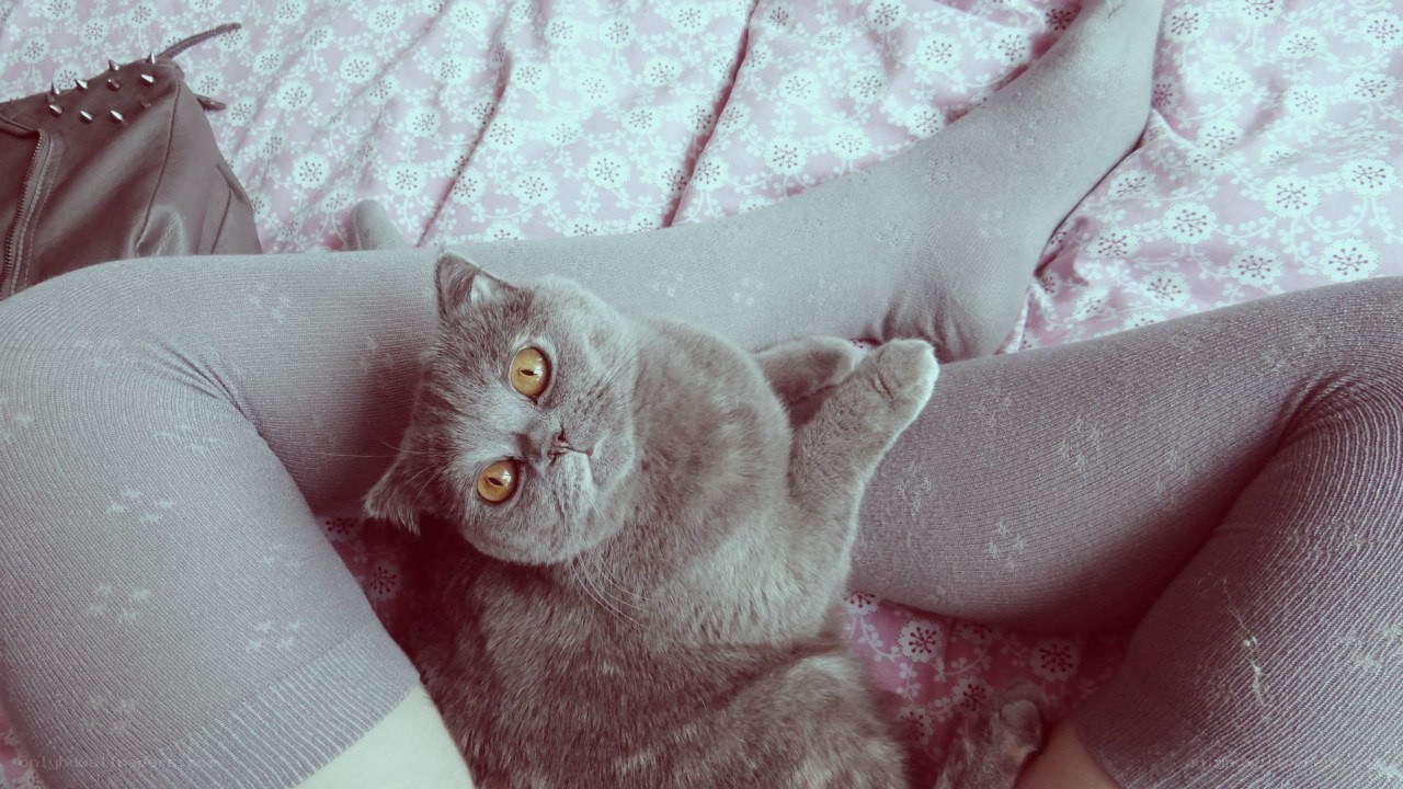 cat on a person's lap