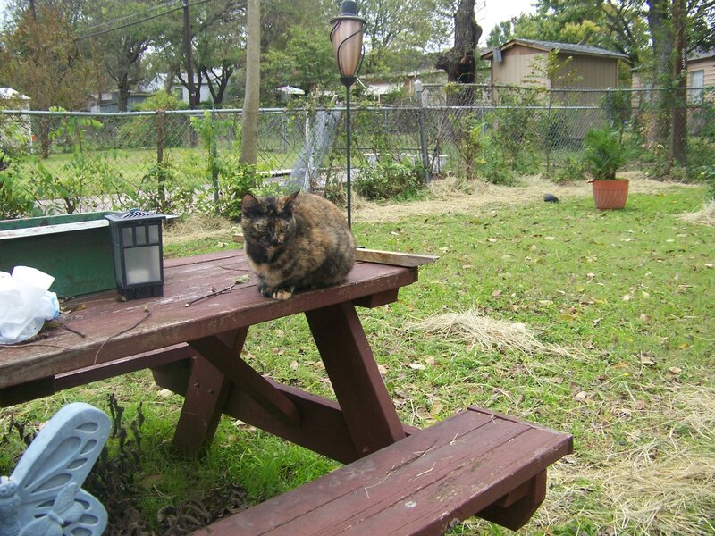 Cat on a picnic table