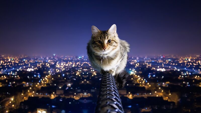 cat on a pole at night