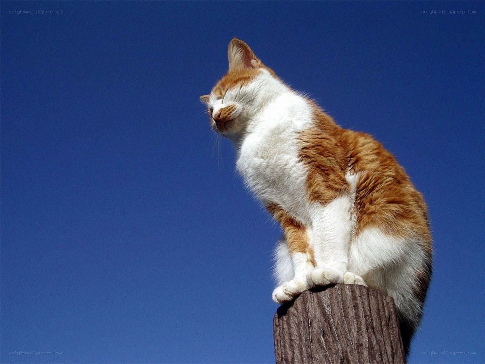 cat on a post against blue sky
