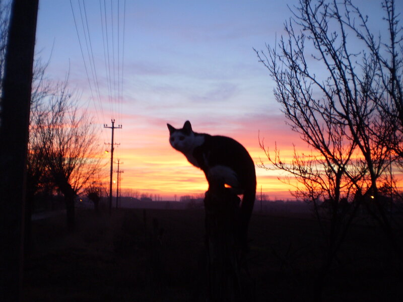 Cat on a Post — Orange