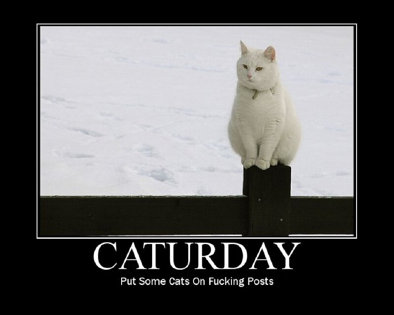 cat on a post