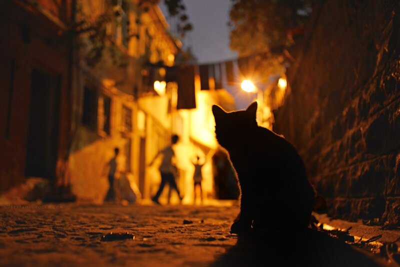 Cat on a quiet street at night