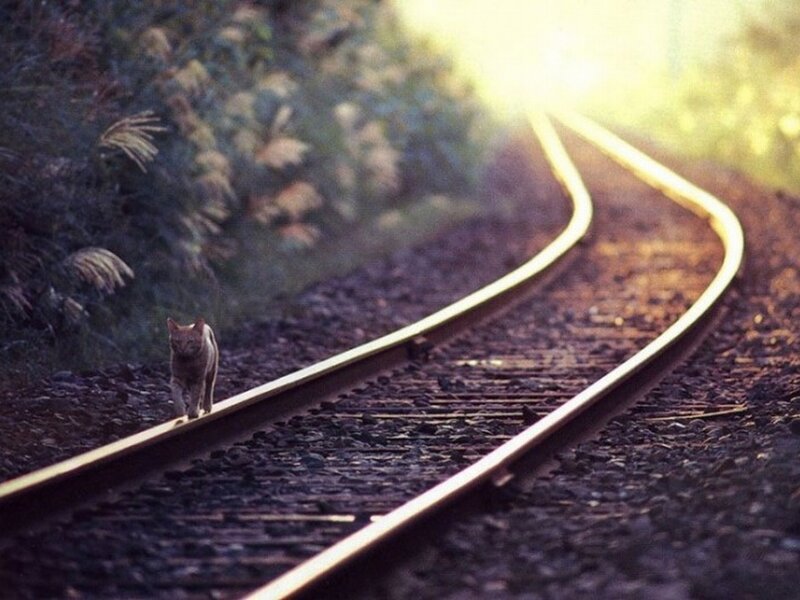 cat on a railway track