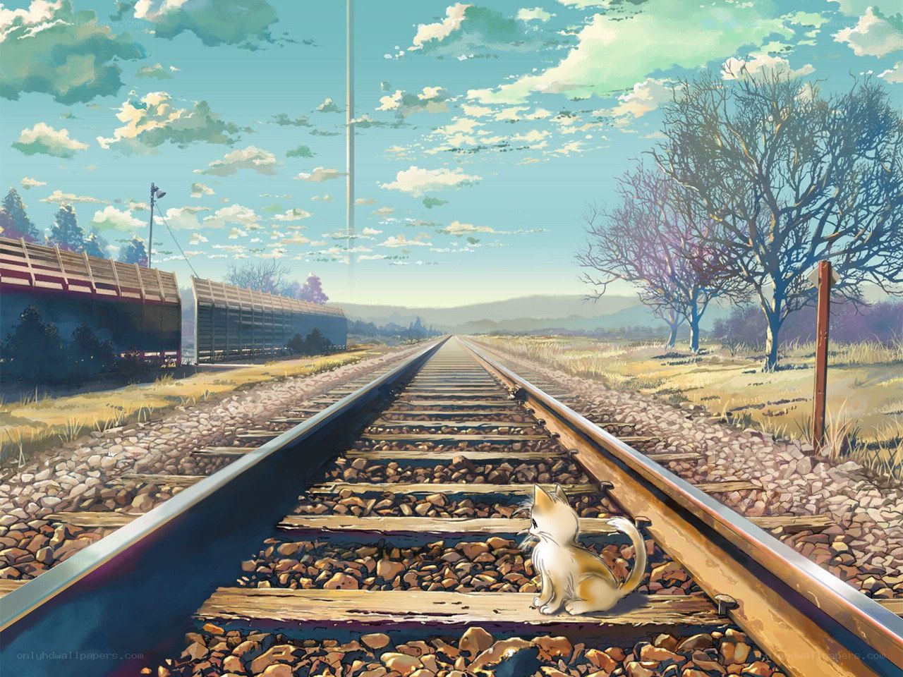 Cat on a railway track