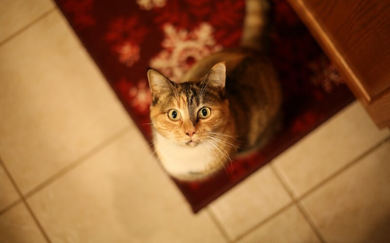 cat on a red rug