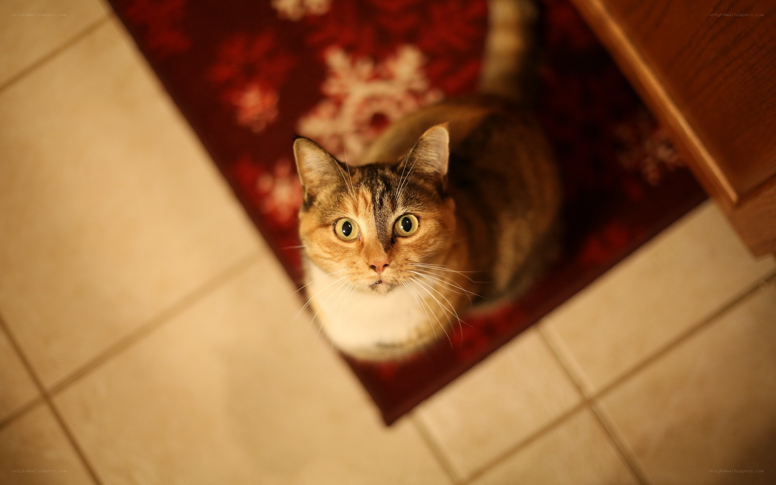 cat on a red rug