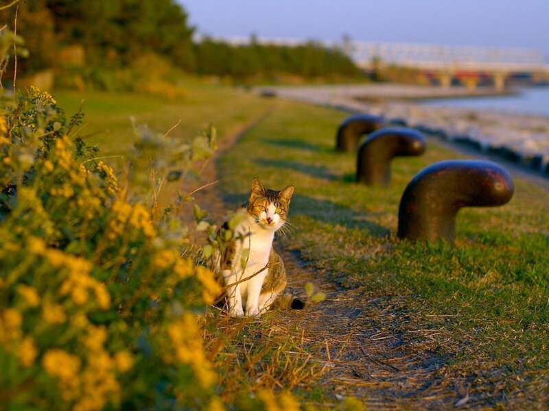 Cat on a riverside path