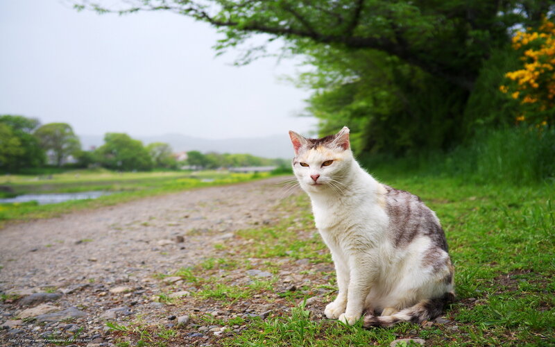 cat on a riverside path