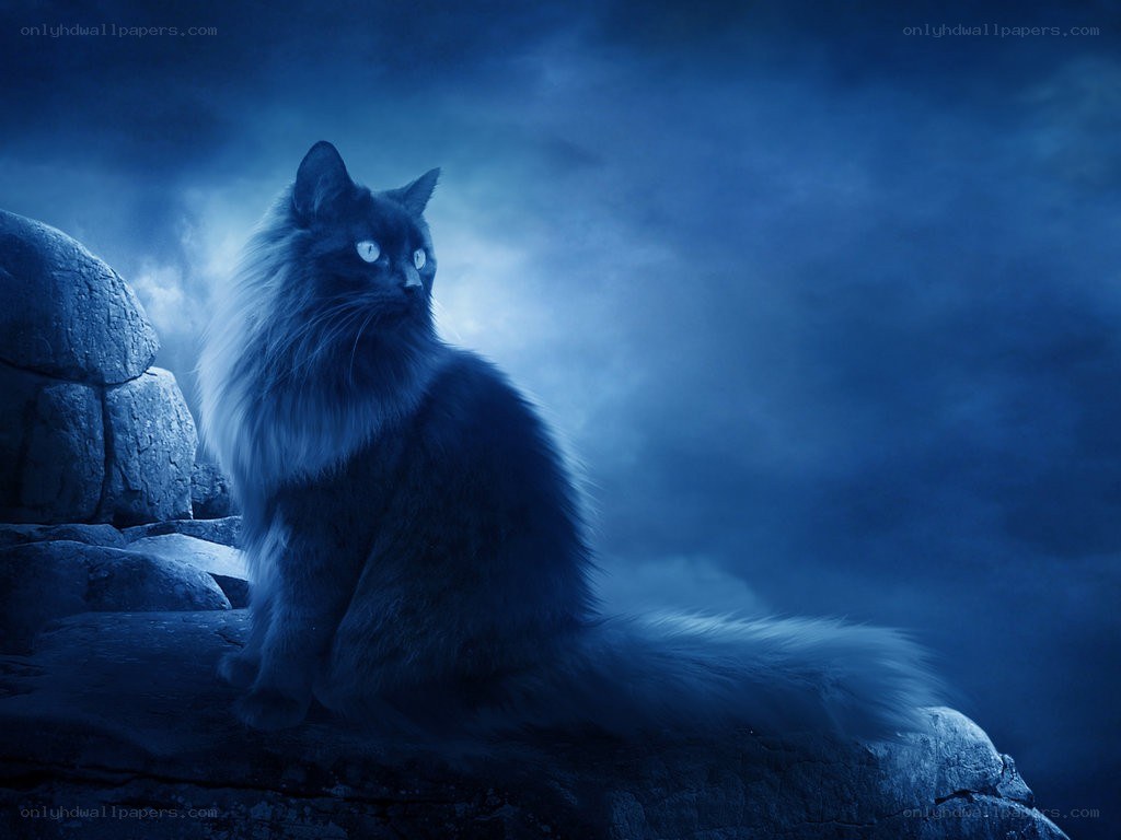 cat on a rock at night