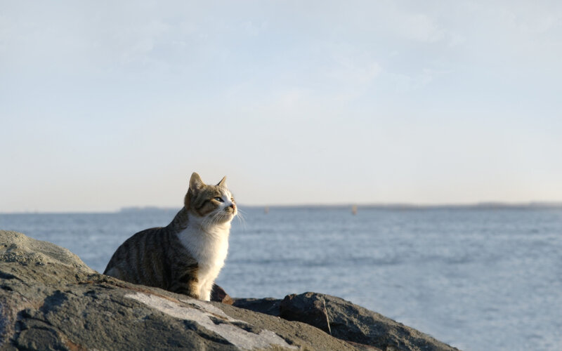 cat on a rock by the sea