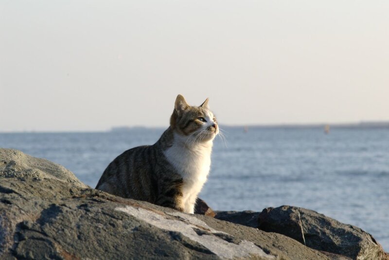cat on a rock by the sea