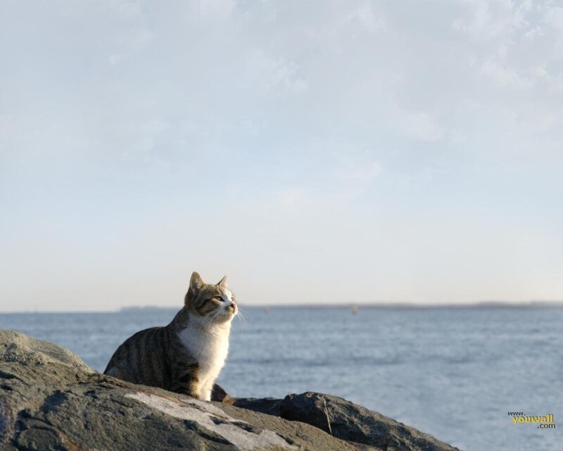 Cat on a rock by the sea