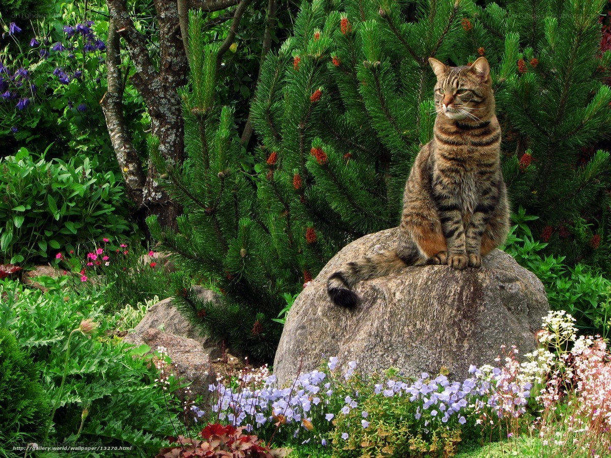 Cat on a rock in a garden