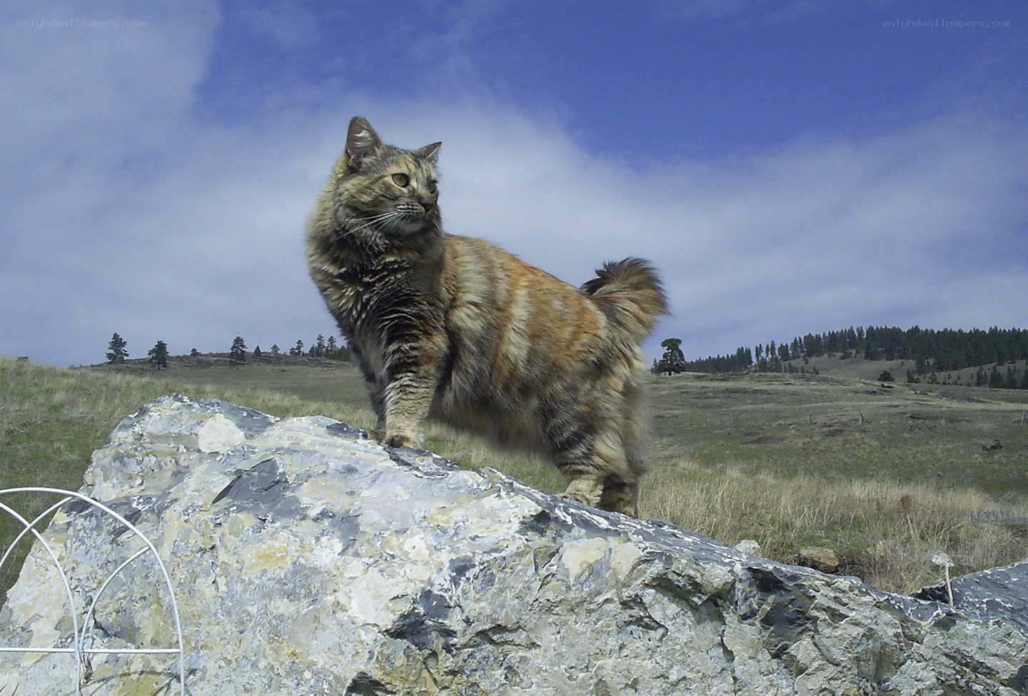 Cat on a rock in the field