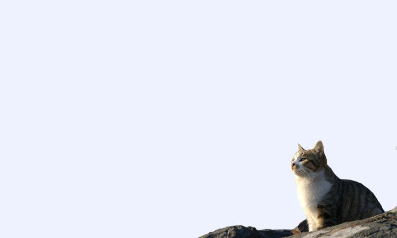 cat on a rock