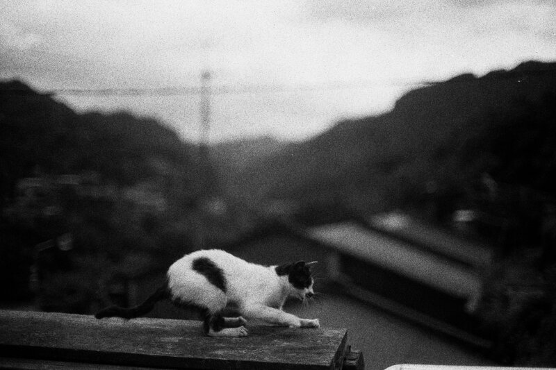 cat on a rooftop