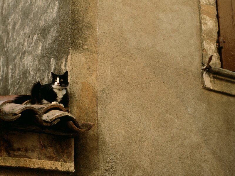 cat on a rooftop