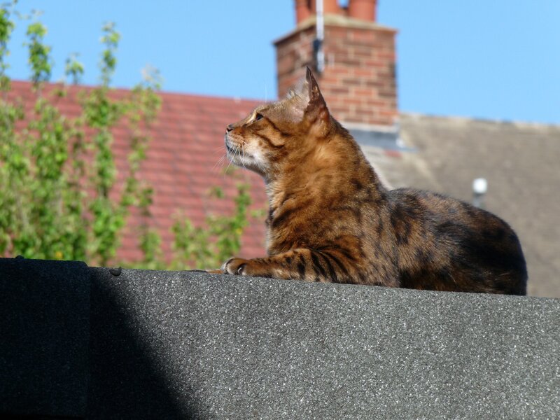 cat on a rooftop