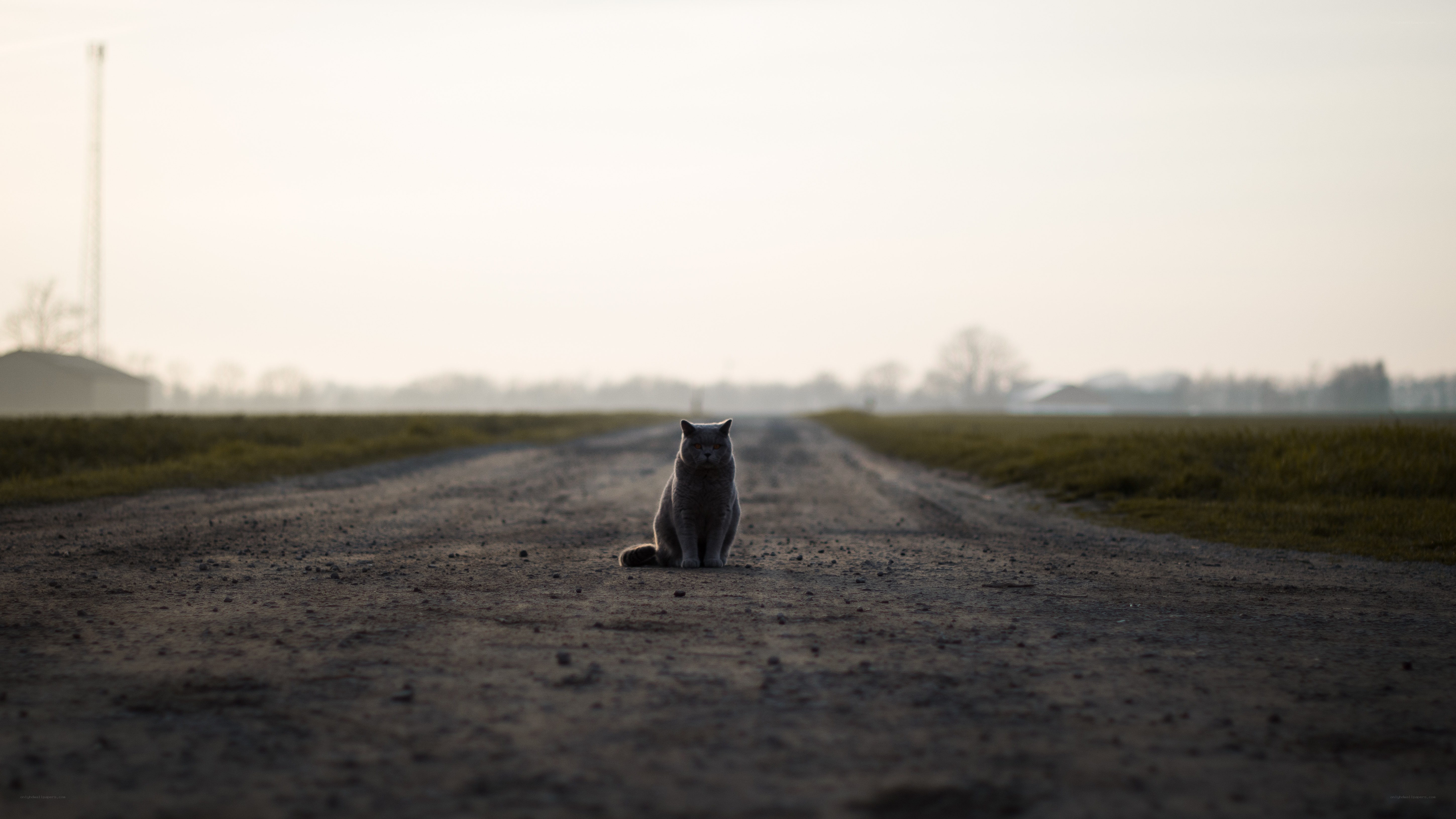 cat on a rural road