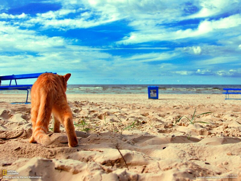 Cat on a sandy beach