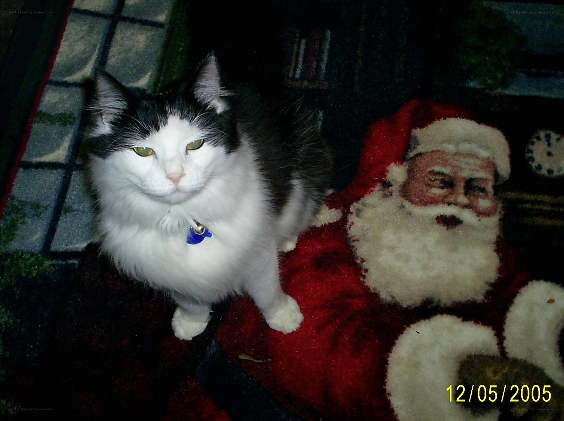 cat on a Santa rug