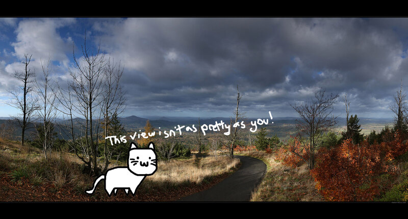 Cat on a scenic path