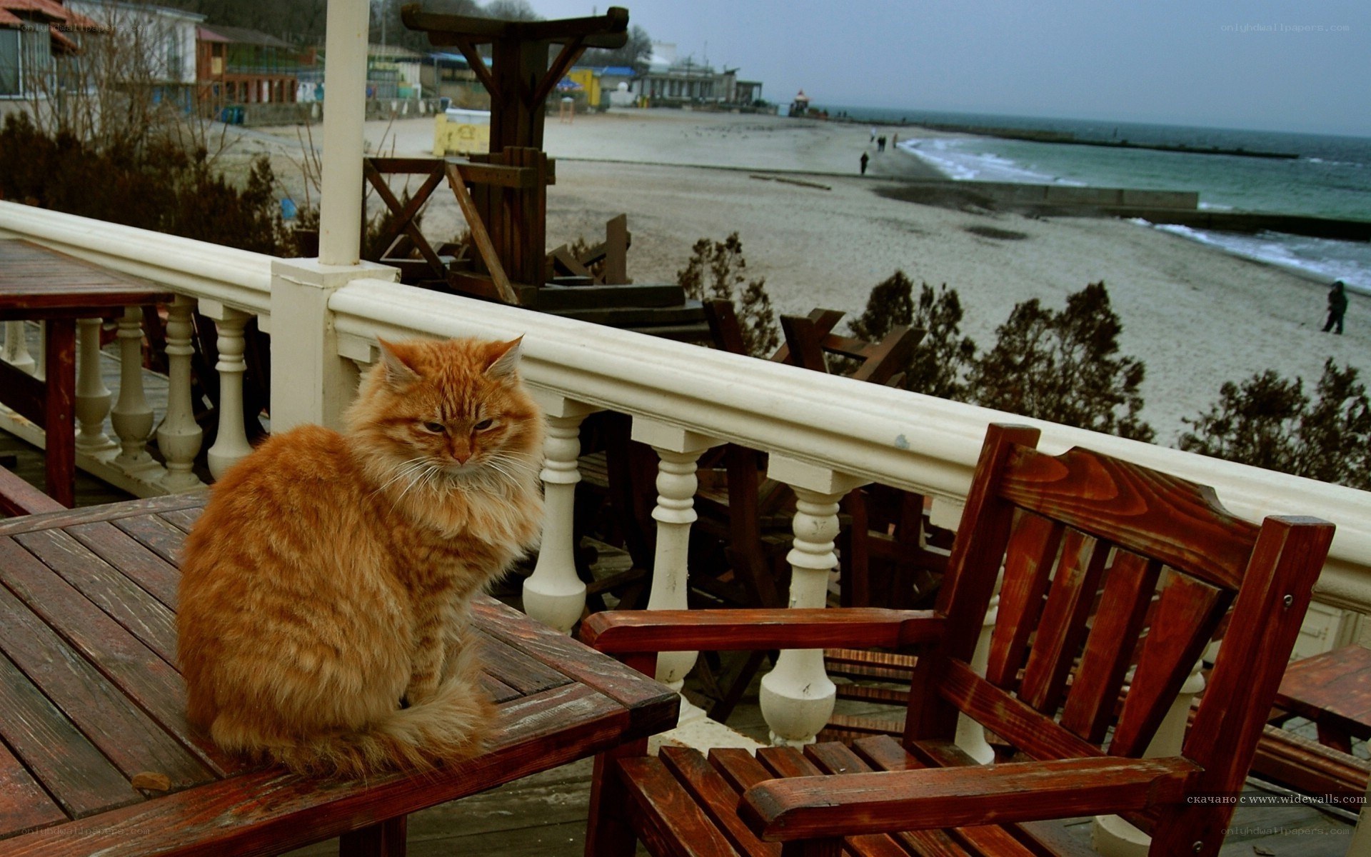 Cat on a seaside balcony